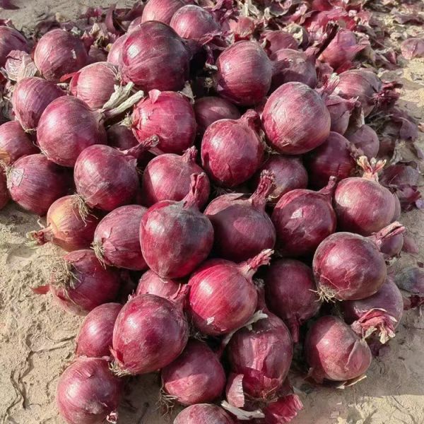 Wholesale Organic 5-8 cm Fresh Red Onion High Demand Agricultural Product with Best Price