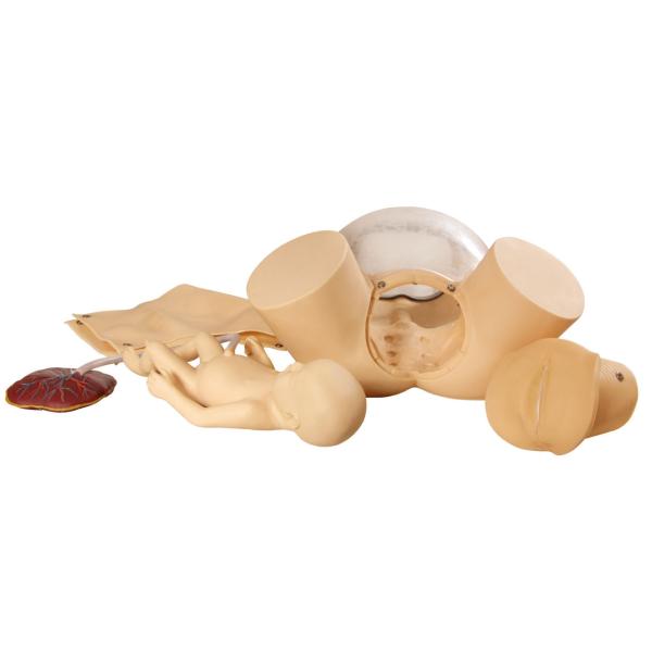 General Doctor Child Birth Simulator cervix checking , perinem cutting training