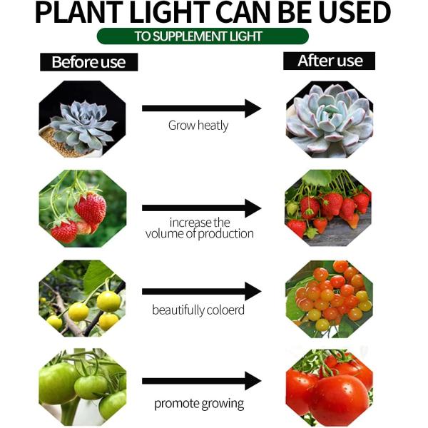 Лампа 12H роста СИД кленового листа пчелы УТЮЖИТ красный голубой светлый завод