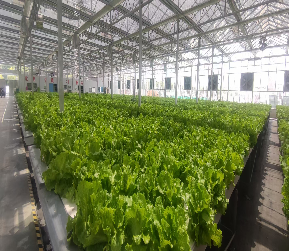PVC Gutter Soilless Culture Hydroponic Lettuce Greenhouse Anti Corrosion
