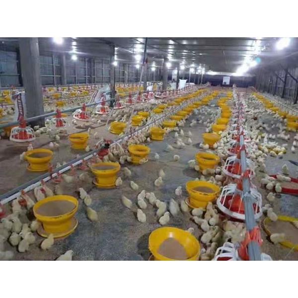 Bucket Broiler Manual Poultry Feeder Drinker