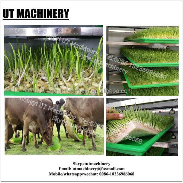 Автоматическая гидропонная система выращивания кормов мощностью 500 кг/день с энергосберегающей конструкцией