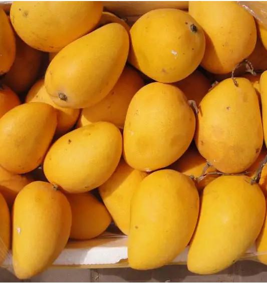 Automatic Mango Puree Production Line High Capacity Mango Juice Processing Plant