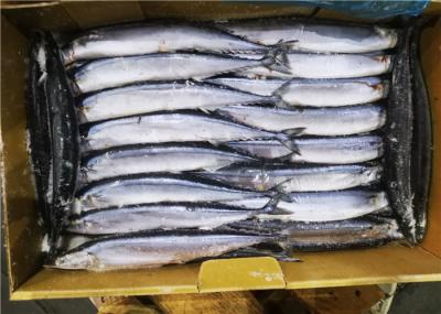 90g 100g Cololabis saudável Saira Frozen Pacific Saury