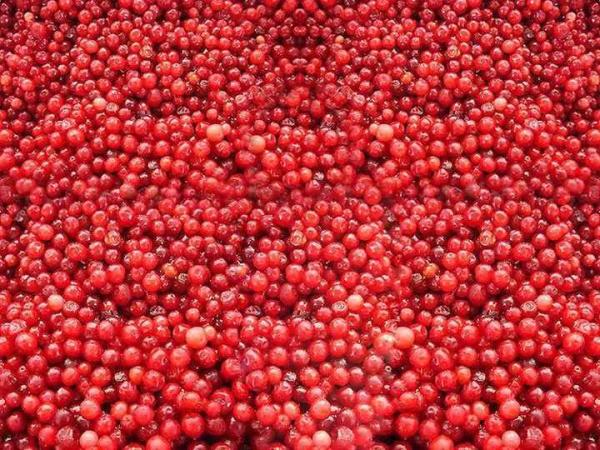 OEM/ODM Hot Selling Economical Bulk IQF Frozen Lingonberry High Demand IQF Frozen Fruit