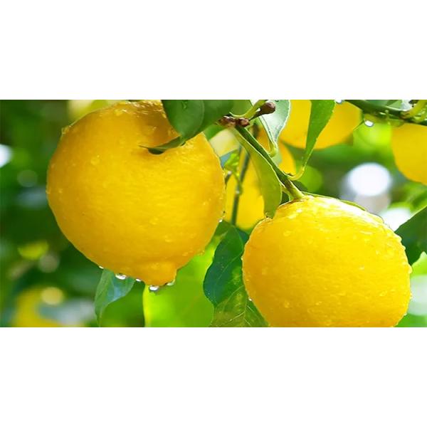 Замораживание FD еды Mygou - высушенные смешанные куски лимона различными ссыпают вкусами приносят плоды чай здоровый плод сохраняет еду