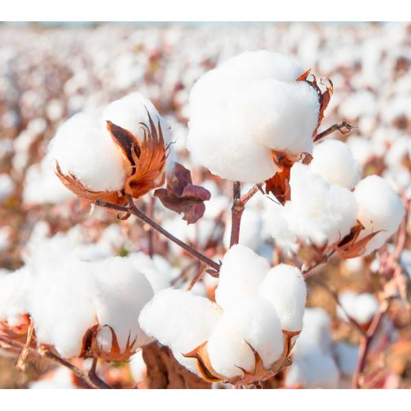 HaNPV Bt Bio Pesticide for Cotton Pests Killer with 10 million PIB/mL HaNPV+2000IU/mL Bt, No Safety Interval Period, and Long Lasting Effect