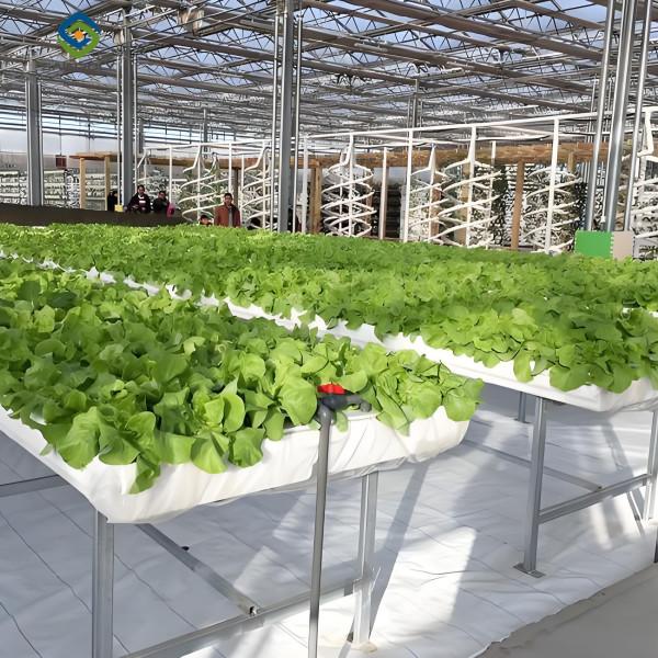 Vertical Lettuce Greenhouse PC Sheet Greenhouse With Hydroponic System