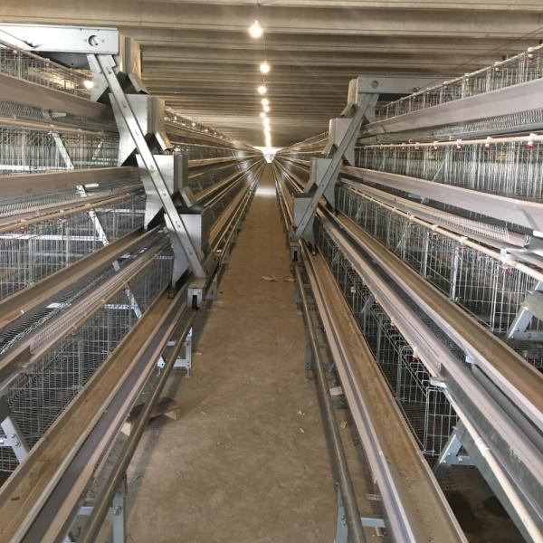H Section Steel Galvanized 4 Tiers Poultry Farm Cage for Chicken Layer and Broiler