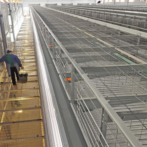 Un alimentateur automatique de poulets de chair 380V, 500 kgs équipement de cage de poulet galvanisée à chaud