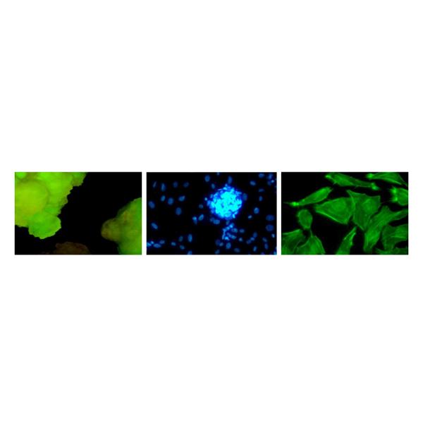 OPTO-EDU A16.2601 40x - 1000x люминесцентный микроскоп СИД Trinocular для исследования/учить
