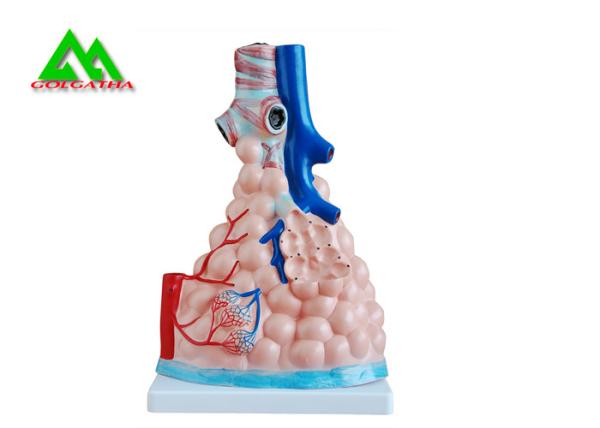 Professional Medical Teaching Models Human 3D Lung Model Natural Size