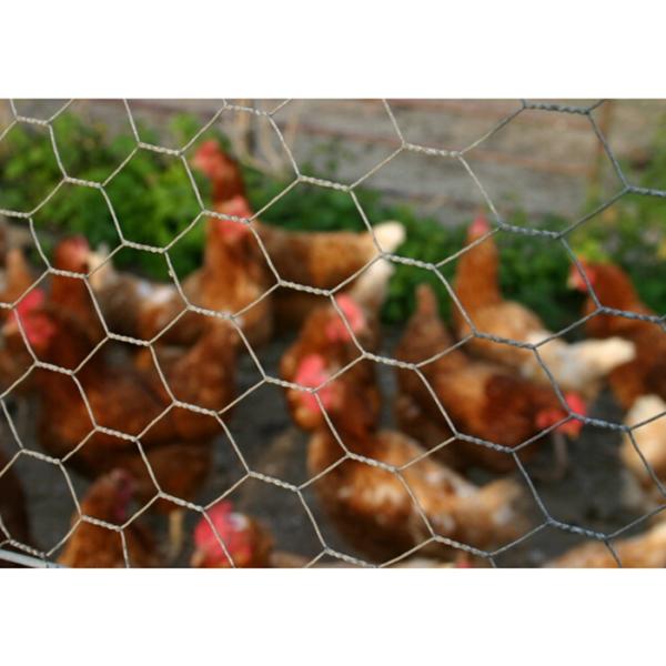 Chicken Poultry Farm Mesh Fencing PVC Coated For Protection OEM ODM Service