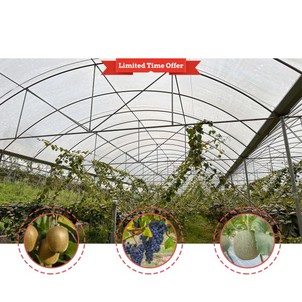 Economical Multispan Rain Shelter Greenhouse with Hot Galvanized Steel Frame for Plants Cultivation