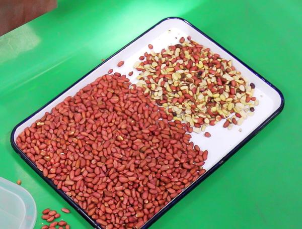 Wenyao Peanut Color Sorting Machine Automatic Nuts Color Sorter With Remote Control