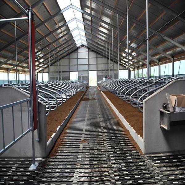 Light Steel Cow Farm Shed Prefab Livestock Farm Building