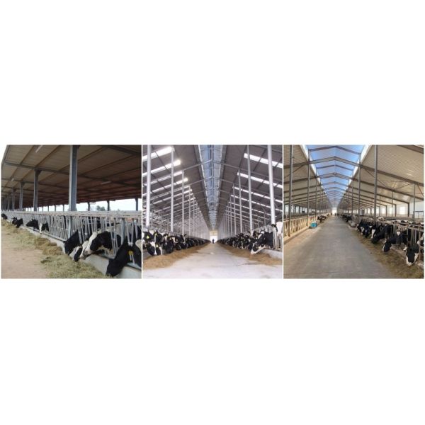 Customized Prefab Poultry House Modular S235JR S355JR Steel Structures