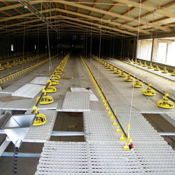 Sistema de alimentação da grelha totalmente automático da exploração avícola