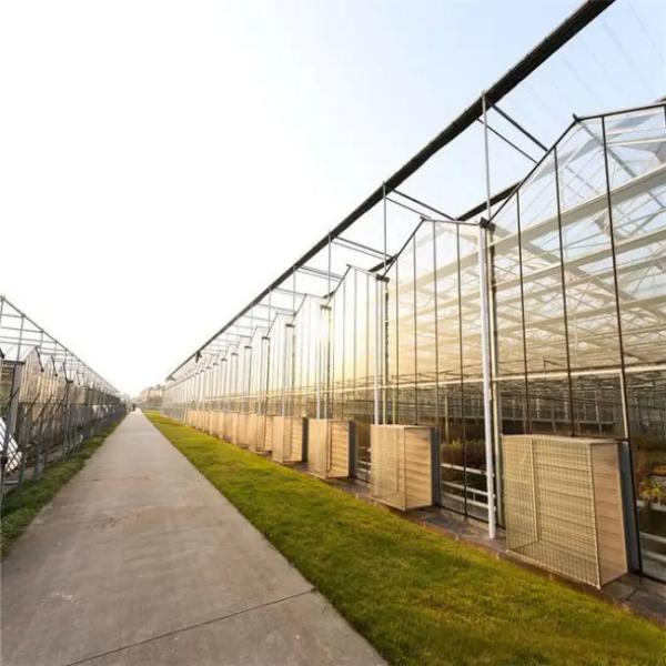 Hydroponic Venlo Glass Greenhouse Customizable