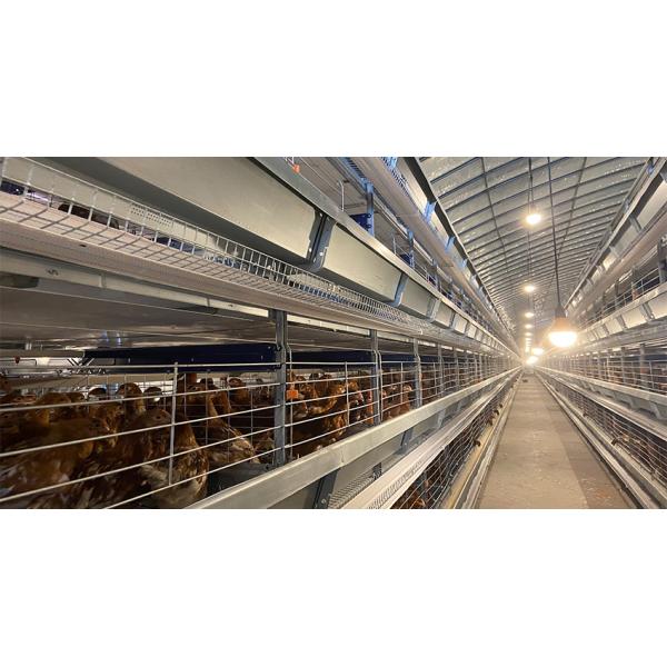 Top Quality H Frame Brooding Chicken Cage Pullet Cage With EU standard
