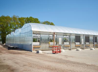 Agricultural Plastic Film Greenhouse Length 32m-80m With Hot Dipped Galvanized Steel Frame