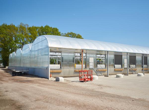PE Plastic Film Strawberry Plant Greenhouse With Hydroponics System