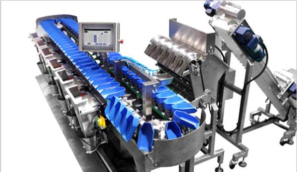 Automatic Conveyor Fruit and Vegetable Weight Sorting Machine