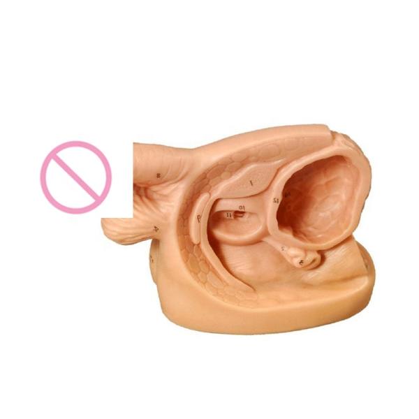 Male Genital Anatomy Teaching Model for Catheterization Training Educational Mannequin