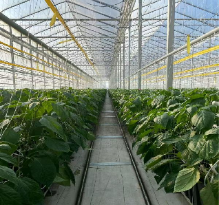 Galvanized Frame Multi Span Greenhouse With Hydroponic Growing Systems