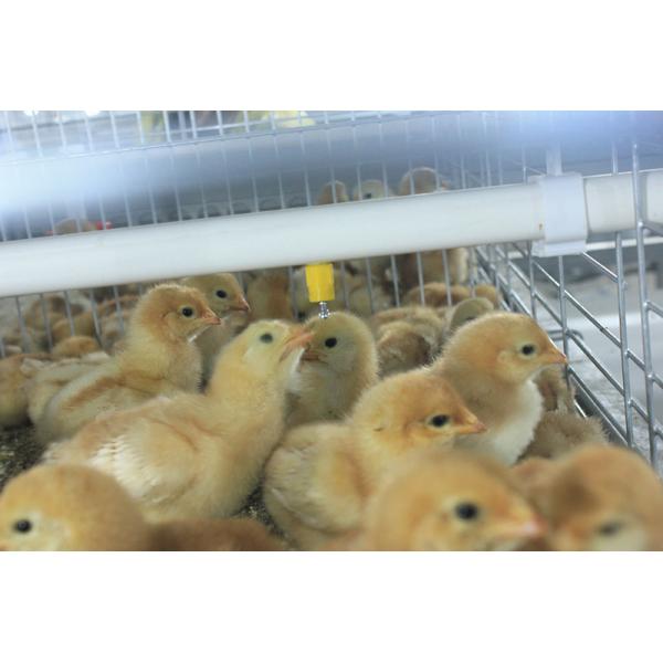 курочка 2.5mm поднимая клетку цыпленока младенца брудера для оборудования сельского хозяйства яйца