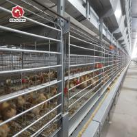 Gaiola velha de um dia da grelha das aves domésticas da carne para a exploração agrícola de galinha