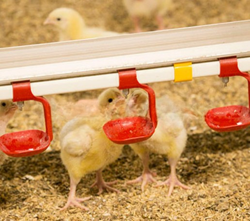 Кормушка для птицы нового типа, автоматическая линия кормления для бройлеров, системное оборудование