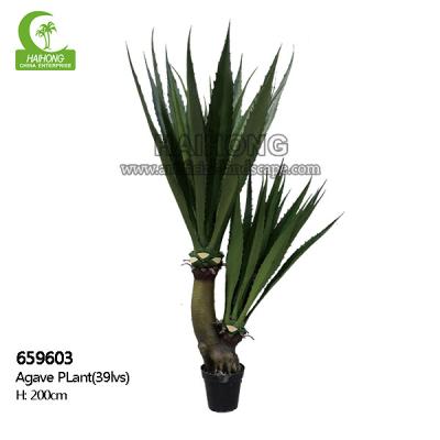 Fogo - grande fácil da planta 200cm artificial resistente da agave importar-se