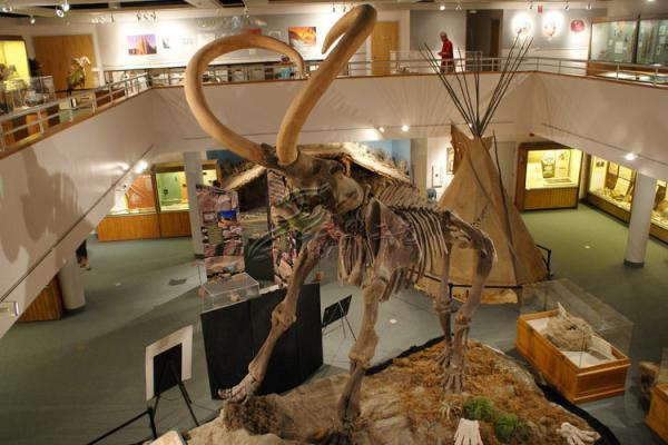 Customized Complete Dinosaur Fossil Life Size For Indoor Exhibition