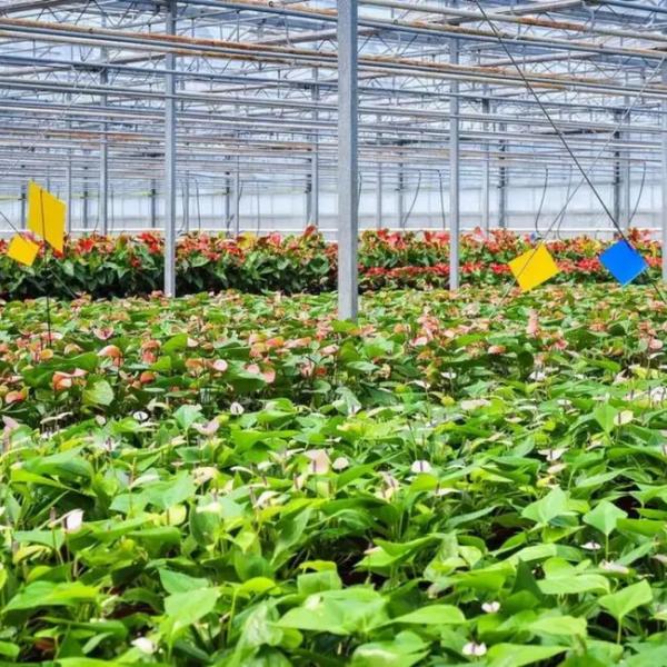 Compact Polycarbonate Venlo Greenhouse for Zinnia Planting