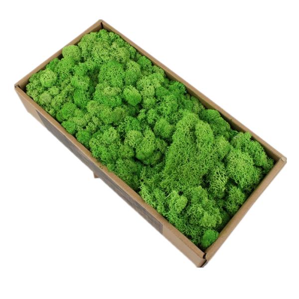 Stabilized Valentine Gift Preserved Natural Moss In Box