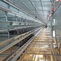 Oiseaux du cadre 30000 de GV H prêts à étendre la longueur de la cage 650mm de poulet