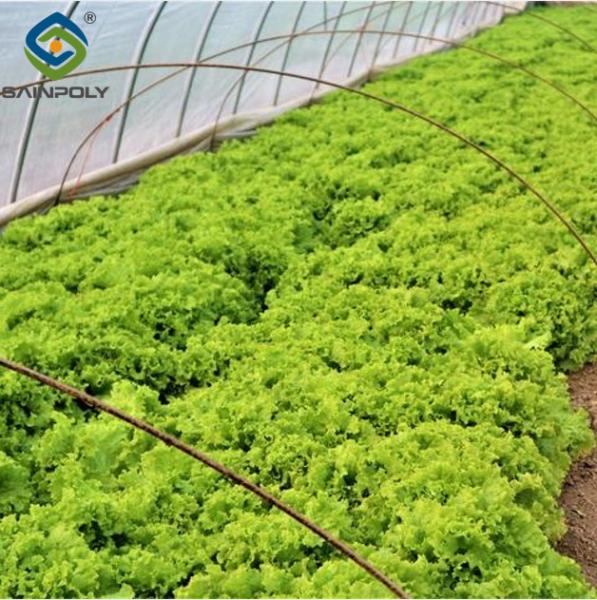 Commercial Lettuce Greenhouse Low Maintenance Weather Resistant