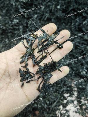 Porphyra Laver Seaweed Purple Rich Nutrient Superfood For Chinese Cuisine
