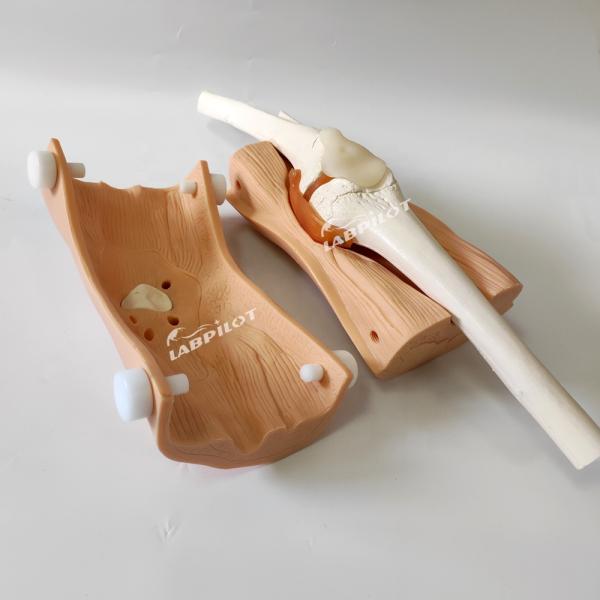 Human Life Size Arthroscopy Model Knee Joint Medical Teaching Demonstration Simulator