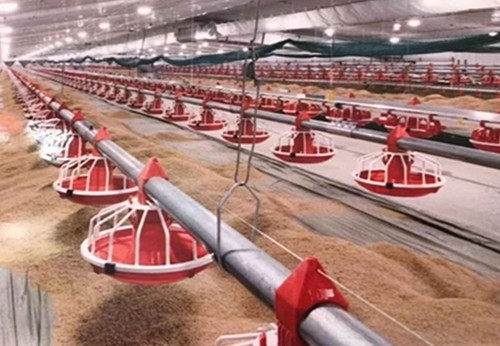 Оборудование курятника 380V птицефермы автоматическое