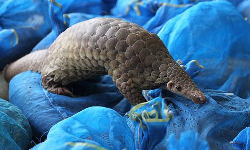 mascots pangolin sculptures statues of fiberglass nature painting as decoration statue in garden theme park
