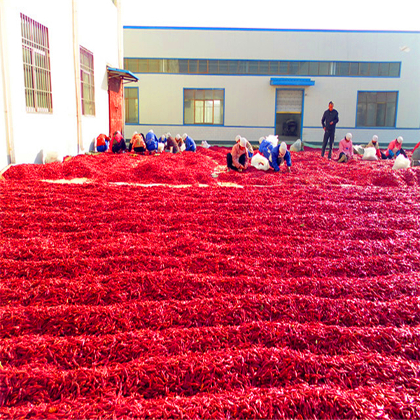 20000SHU Dried Chinese Chilis Vacuume Packing Spicy Chaotian / Tianjin Chilli