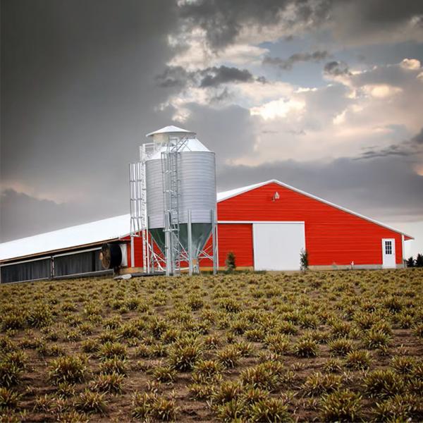Prefab Steel Structure Low Cost Commercial Chicken House Complete Poultry Farm Shed for Chicken Raising