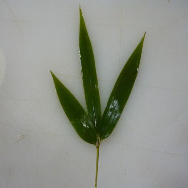 Nature Green HOBA Bamboo Leaves The Essential Ingredient for Serving Sushi