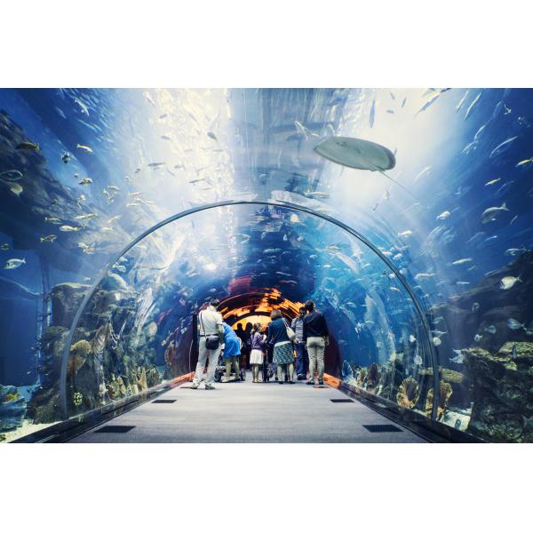 Safe Window Curved Glass ODM OEM Tempered Glass Transparent Toughened Glass 3mm 4mm 5mm 6mm 8mm 9mm For Aquarium Sightseeing