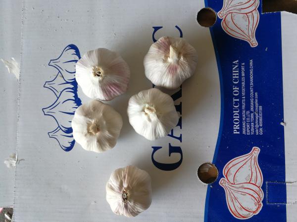 Garlic to Senegal with 10kg carton box.Normal white garlic export.