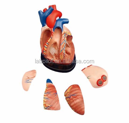 Human Heart Anatomy 3D Model for Anatomical Demonstration 3 Times Enlarged 5 Parts