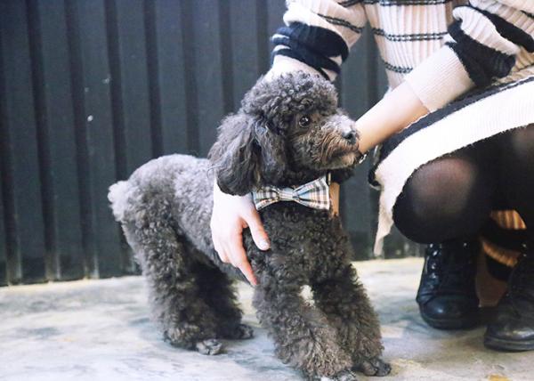 1.5cm 0.59 Inch Comfortable Bow Tie Ribbon Dog Collars With Nameplate Korea Style
