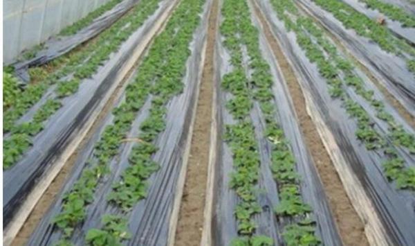 PE plástico do mirtilo da morango do filme preto de prata da agricultura protetor